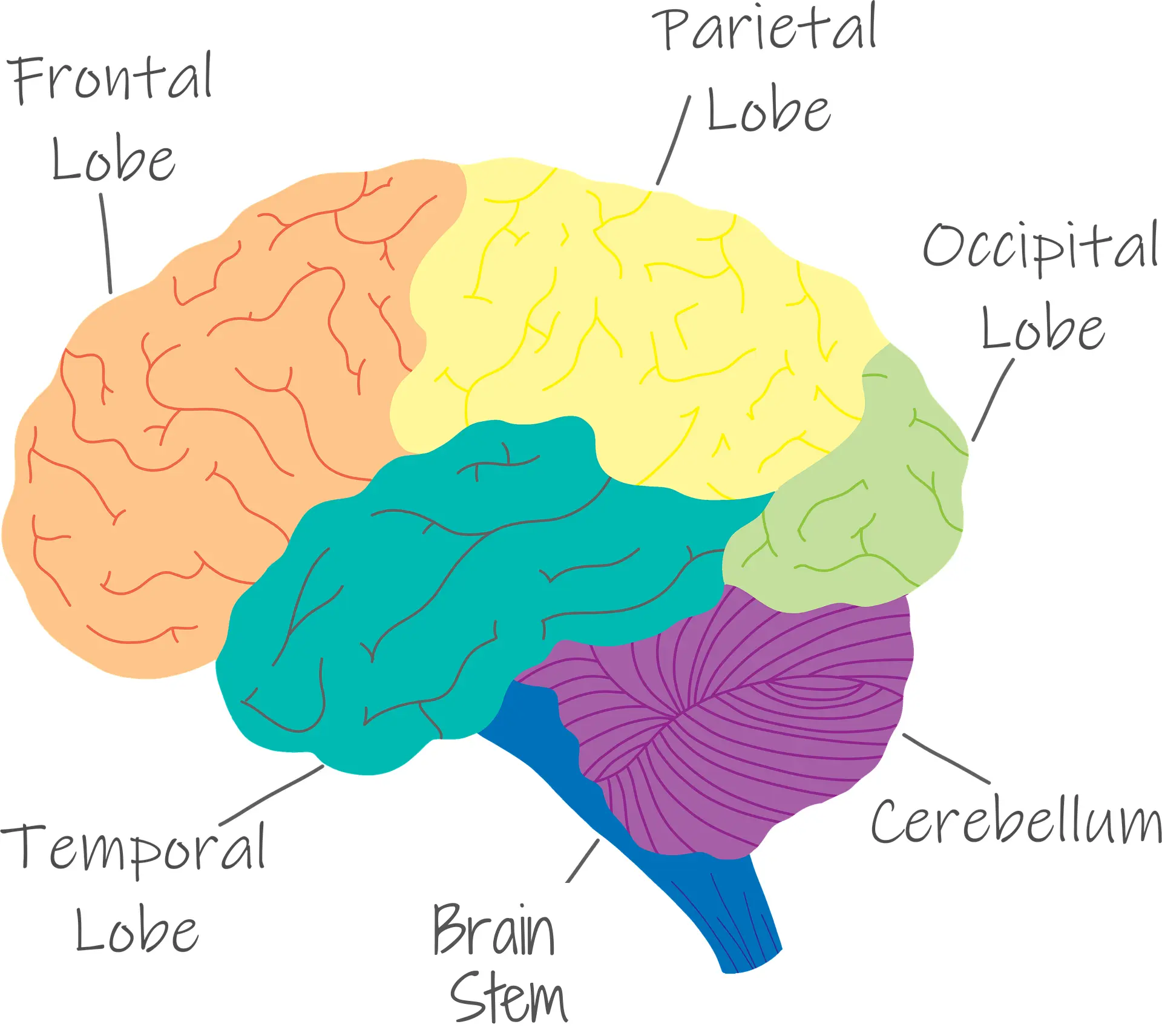 Brain coloured by different sections and labeled by each section: Frontal Lobe, Parietal Lobe, Occipital Lobe, Cerebellum, Brain Stem, Temporal Lobe.