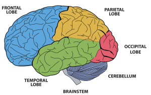 Brain Functions - BC Centre For Ability | BCCFA