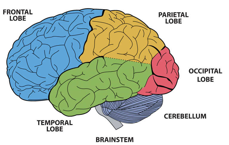 Brain Functions - BC Centre For Ability | BCCFA