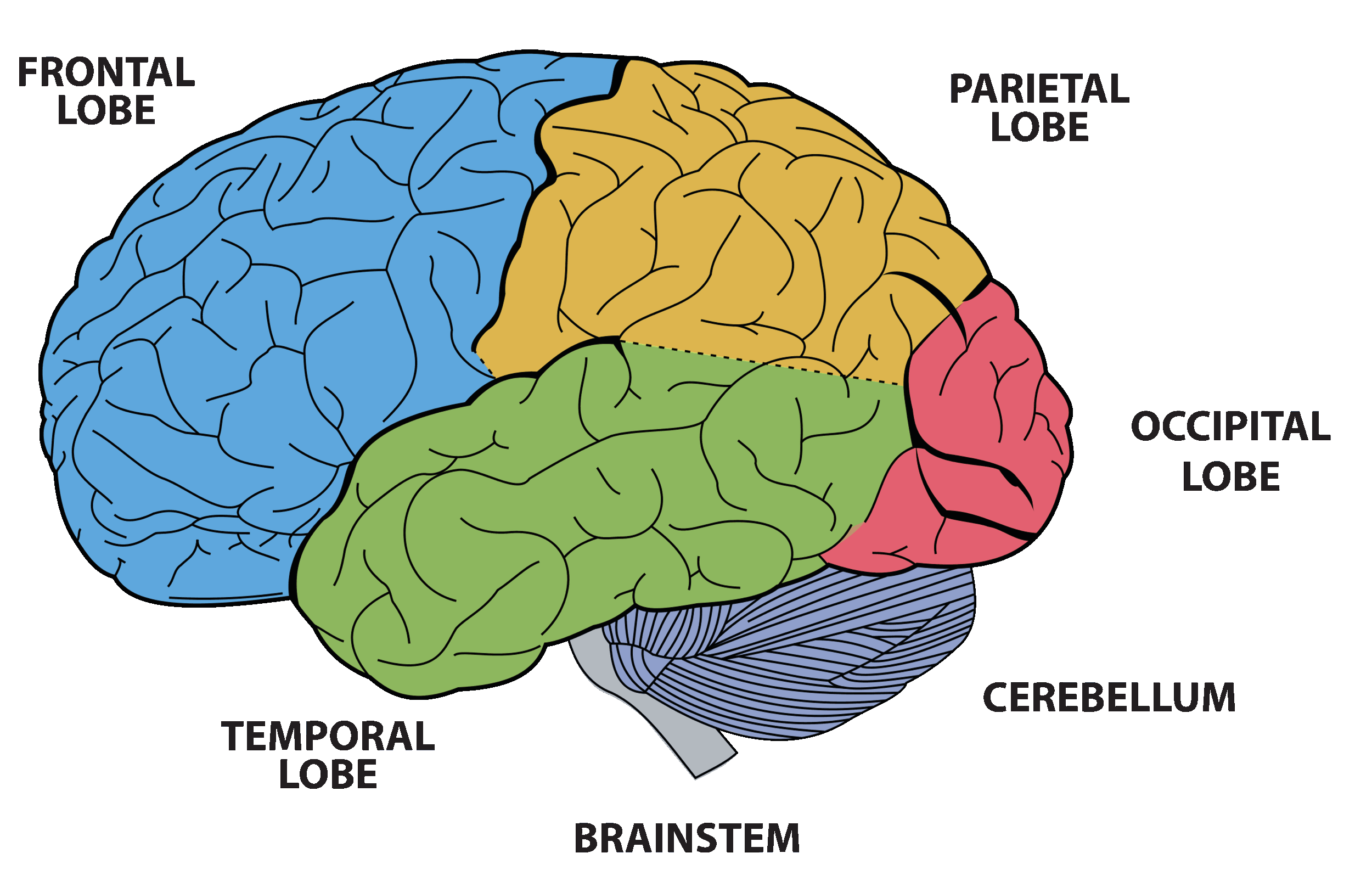 Lobes Of The Brain And Functions